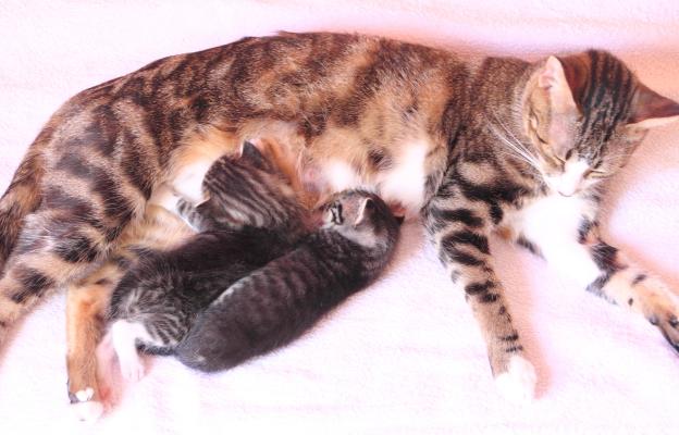 Котка и новородени котенца