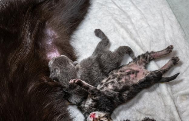 Котка и новородени котенца