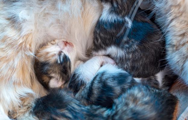 Котка и новородени котенца