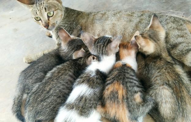 Котка и новородени котенца