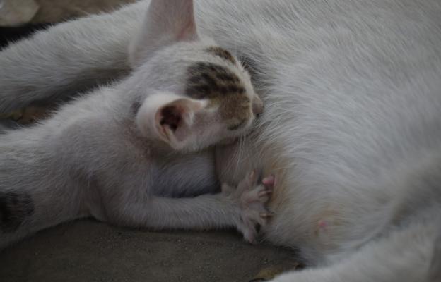 Котка и новородени котенца