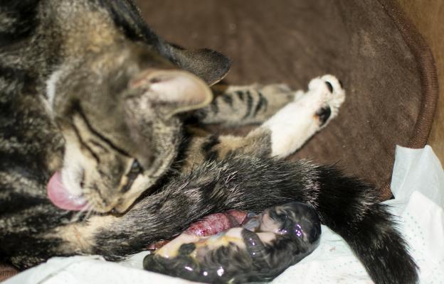 Котка и новородени котенца