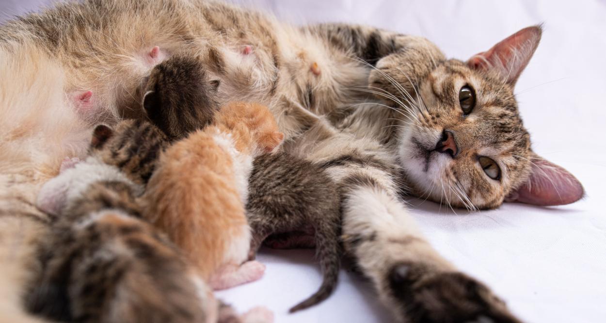 Котка и новородени котенца