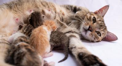 Котка и новородени котенца