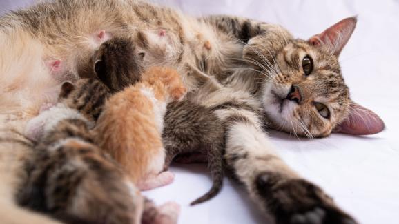 Бременност при котките - симптоми, продължителност, възможни проблеми