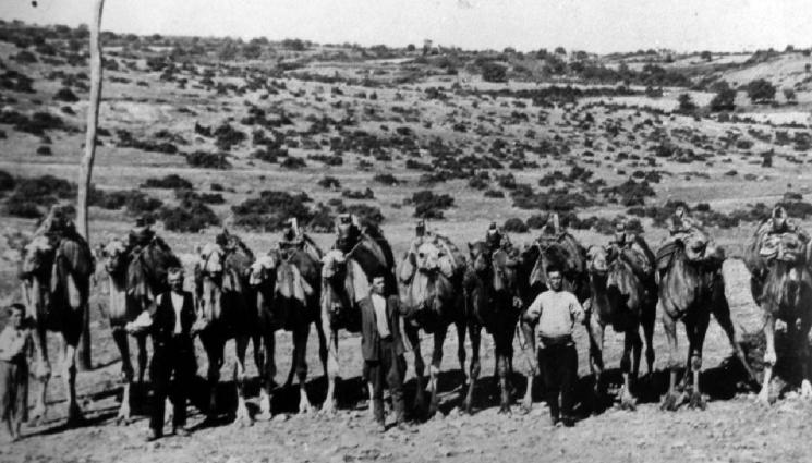 камили - В Добруджа използвали камили за жътва (СНИМКИ)