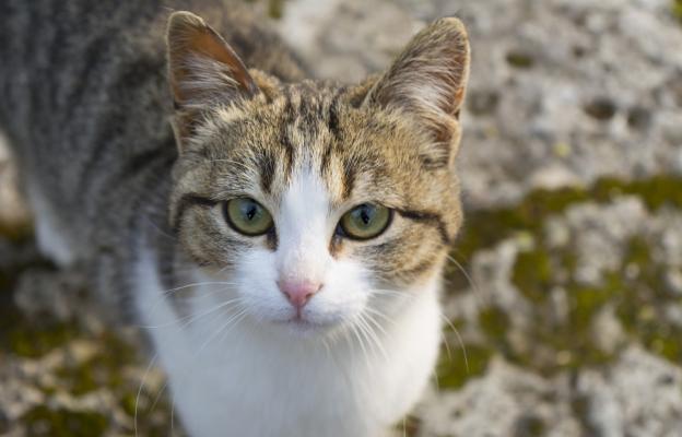 Американска грубокосместа котка
