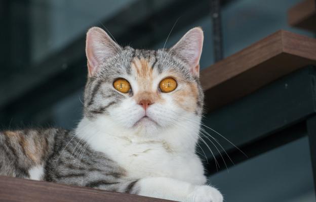 Американска грубокосместа котка