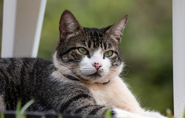 Американска грубокосместа котка