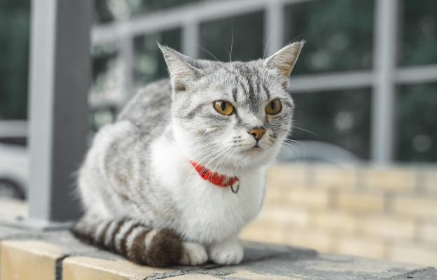 Американска грубокосместа котка