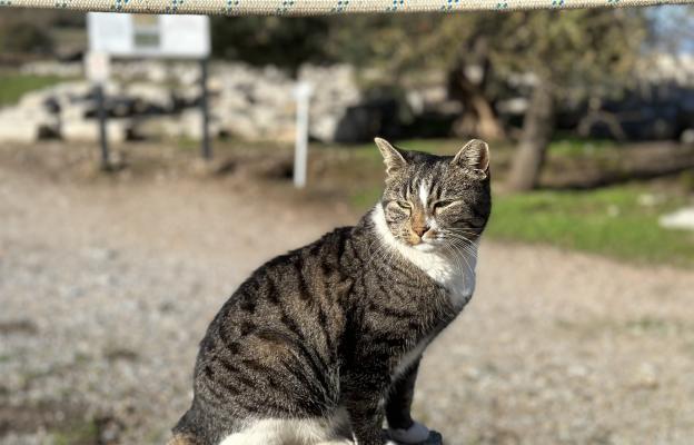 Американска грубокосместа котка