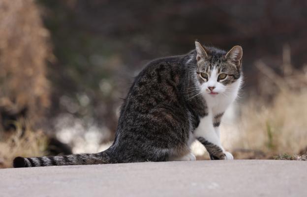 Американска грубокосместа котка