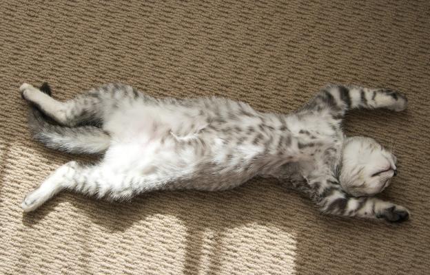 Котка спи
