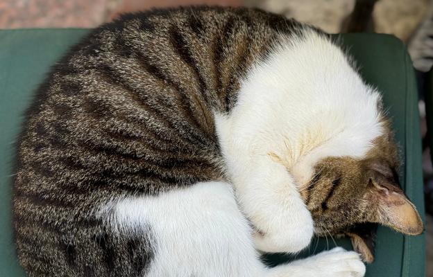 Котка спи