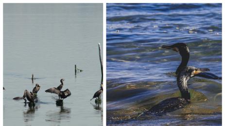 Корморанът