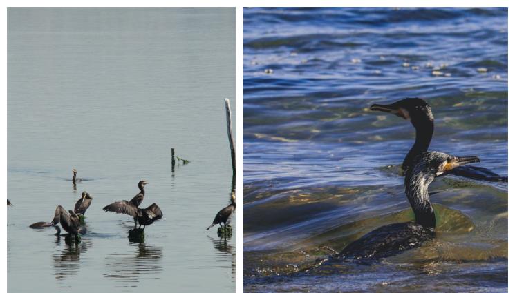 Корморанът - И ЛОВЕЦ СЪМ, И РИБАР СЪМ: Корморанът – черният унищожител!