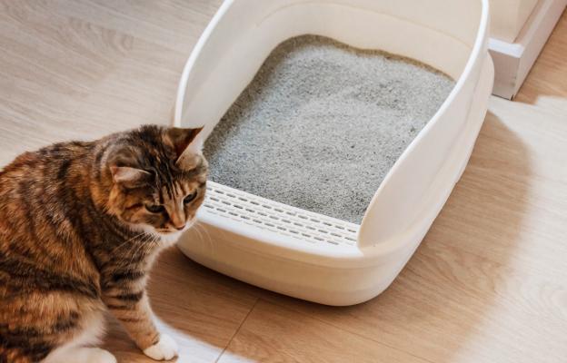 Котешка тоалетна
