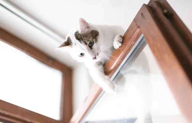 Котка на прозорец