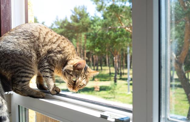 Котка на прозорец