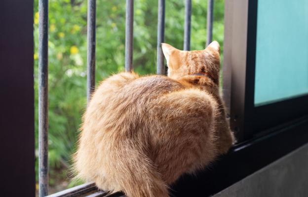 Котка на прозорец
