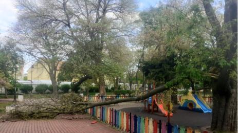 дърво детска площадка