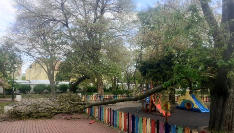 дърво детска площадка - НА КОСЪМ ОТ ТРАГЕДИЯ: Огромен клон падна на детска площадка!