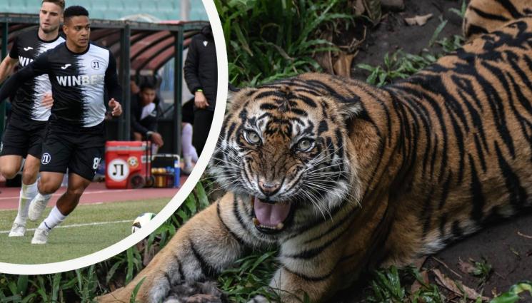 Футбол - Гочо Василев: Нападателите все едно излизат срещу тигър!