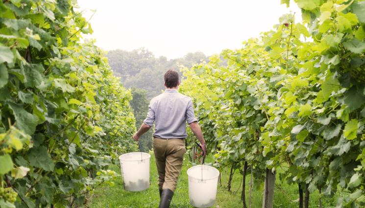 лозя - Агро Телеграф: Английски вина заплашват короната на Франция