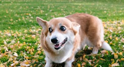 куче ядосано