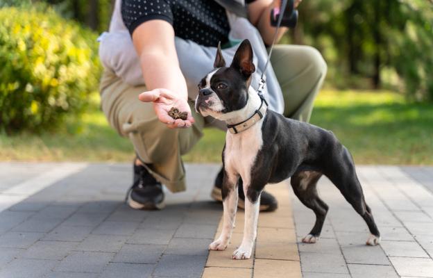 Бостън териер