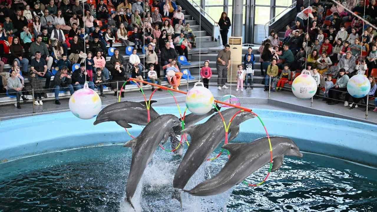 Варненският делфинариум открива летния сезон