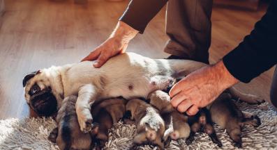 куче новородени