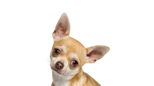 https://m.netinfo.bg/media/images/51103/51103380/512-288-chihuahua.jpg
