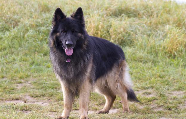 Кралска овчарка