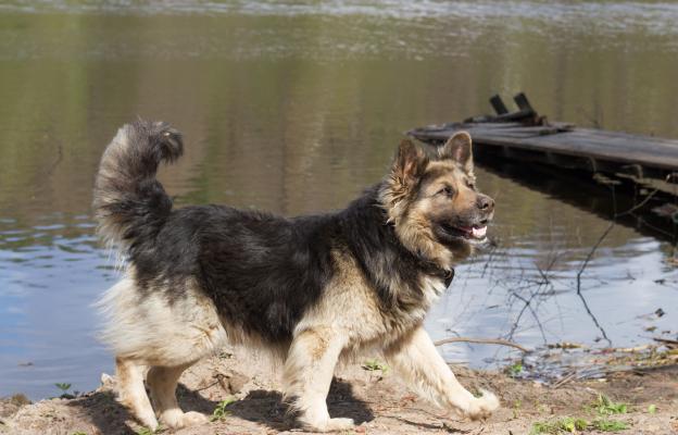 Кралска овчарка