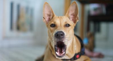 куче скимти