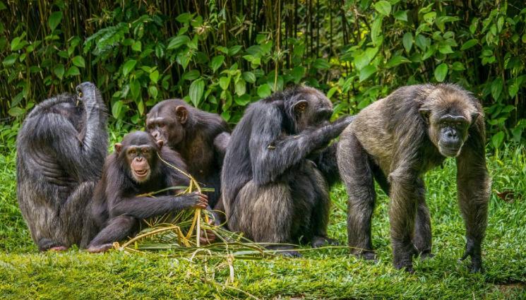 шимпанзе - ГОВОРЯТ УЧЕНИТЕ: Какво е общото между децата и шимпанзетата?