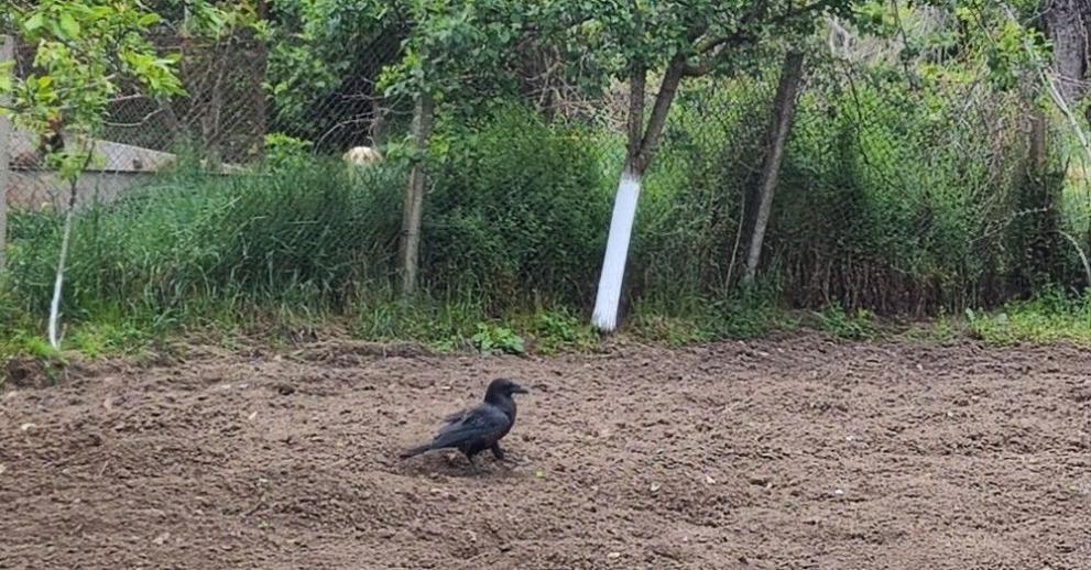 РИОСВ-Русе изпрати сигнал до прокуратурата в Разград за отчуждаване и