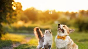 котка куче времето пролет лято
