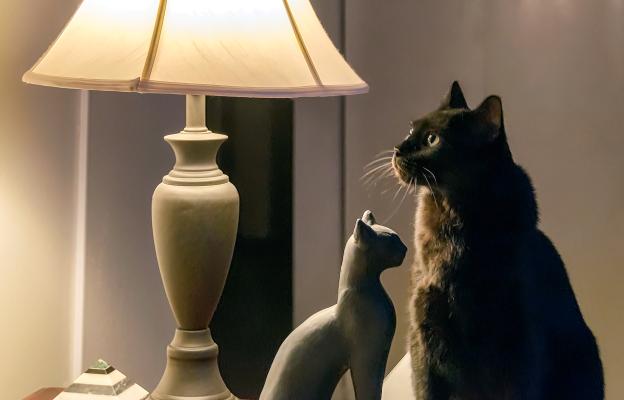 Бомбайска котка