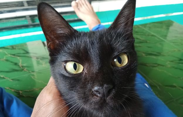 Бомбайска котка