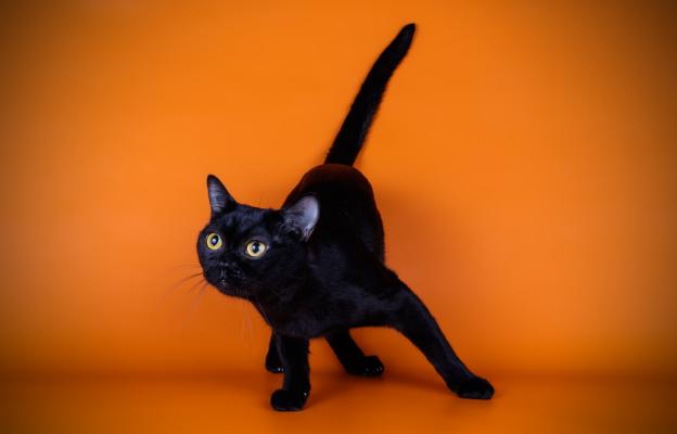 Бомбайска котка