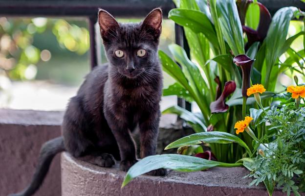 Бомбайска котка 6