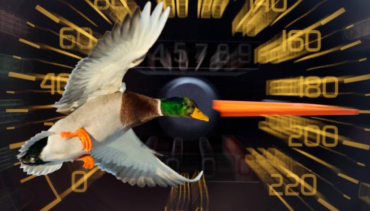 патица скорост - ПЕРНАТ ДЖИГИТ: Засякоха патица с превишена скорост!