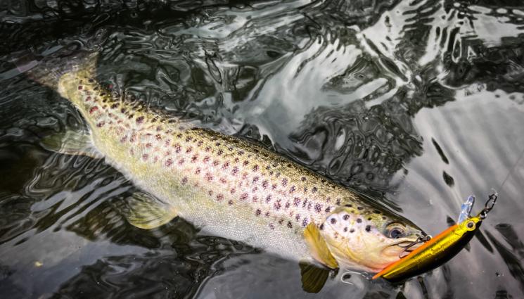 д - НАСЛУКА: Вицешампиони сме по риболов на пъстърва