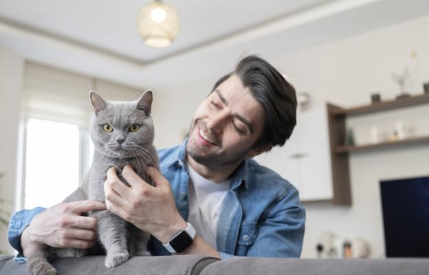 Британска късокосместа котка