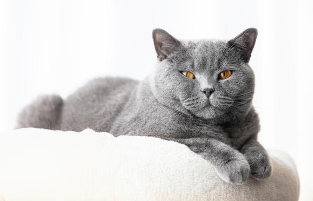 Британска късокосместа котка 6
