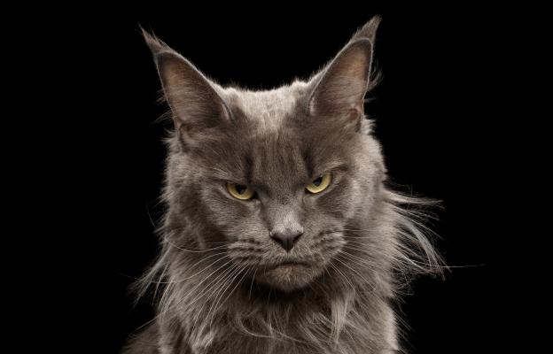Ядосана котка