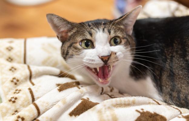 Ядосана котка