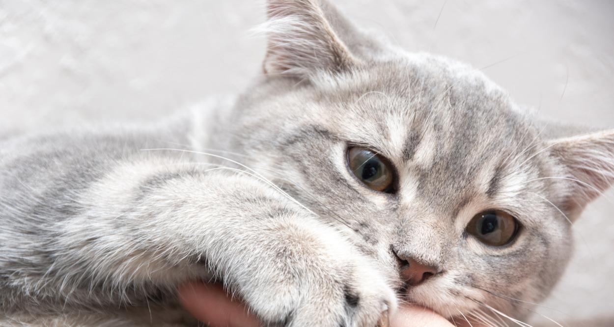 Ядосана котка